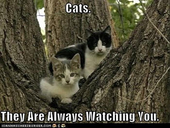 cats.png