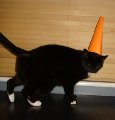 cat cone.png