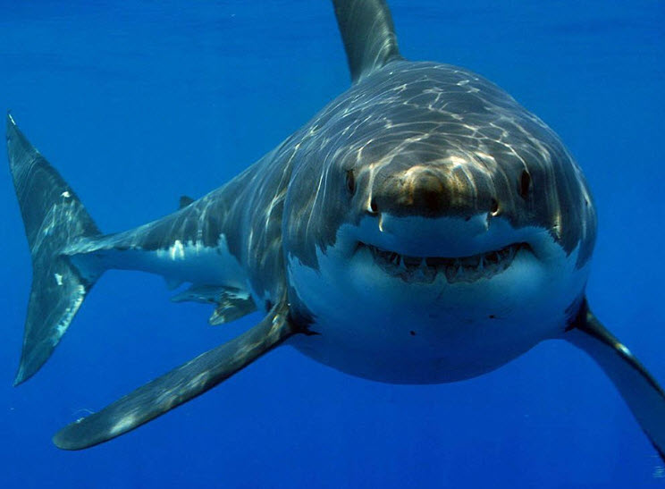 Sand-Tiger-Shark.jpg