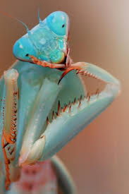 bluemantis.jpg