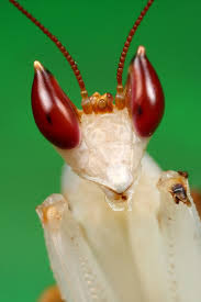 orachidmantis.jpg