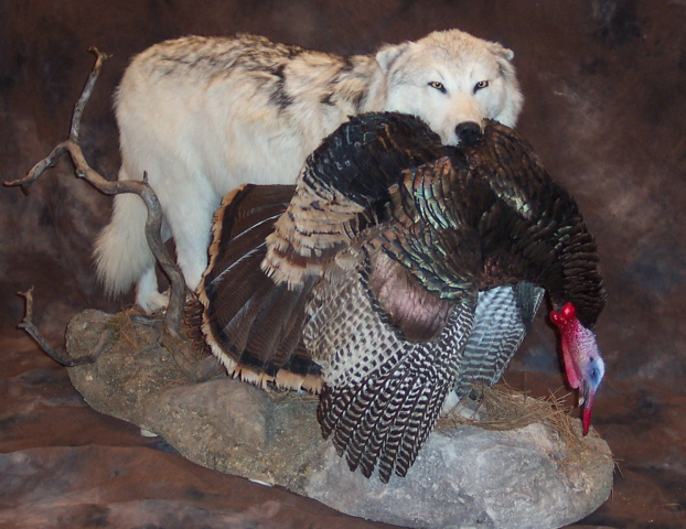 whitetimberwolfwithturkeyonrock3200.jpg