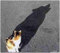 Wolf shadow.jpg
