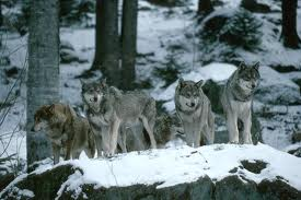 Wolf Pack.png